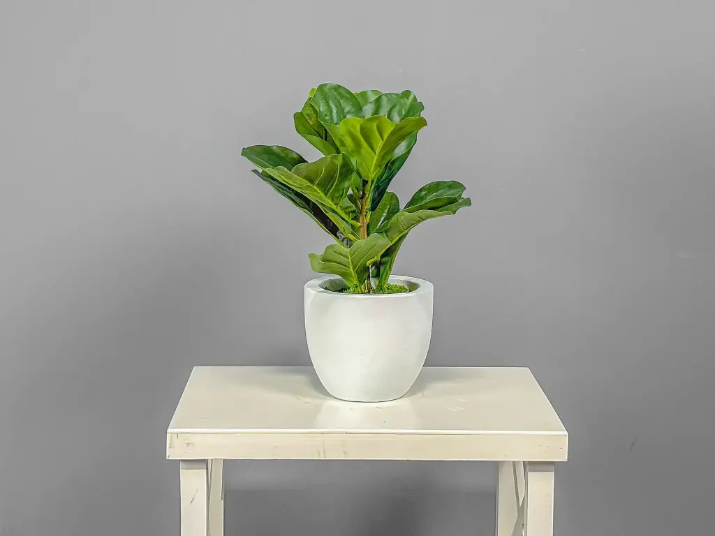 Fiddle-Leaf Fig in White Cement Pot