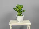 Fiddle-Leaf Fig in White Cement Pot