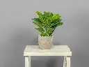 Fiddle-Leaf Fig in Cement Pot