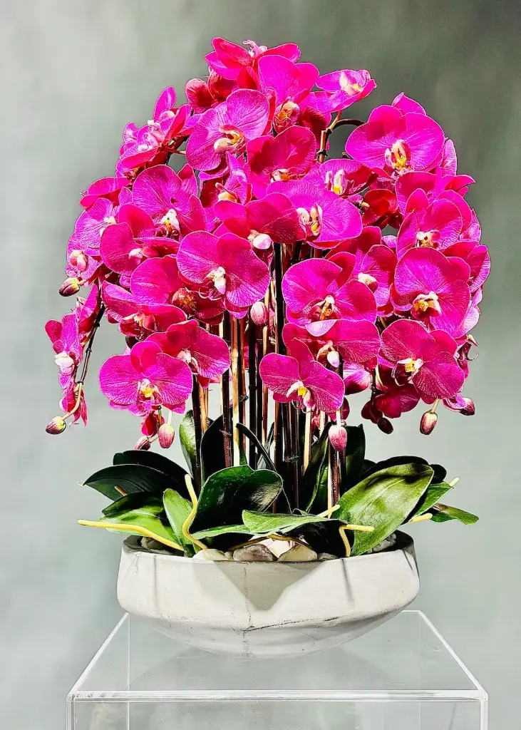 Orchid in Cement Bowl