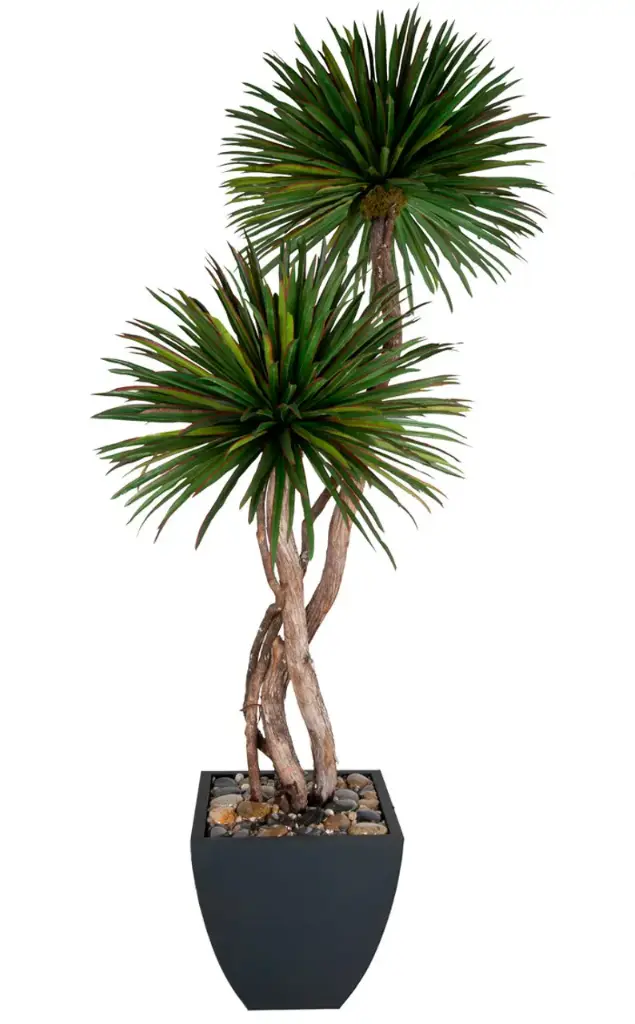 Dracaena Pom Pom Tree