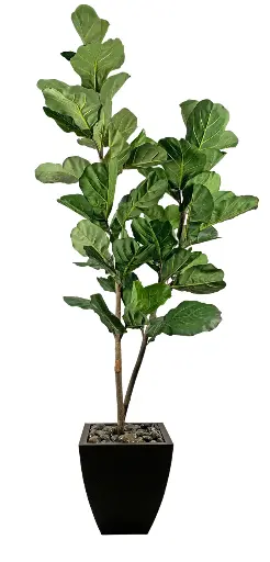 Fiddle Leaf Fig Tree