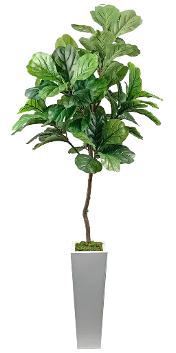 7' Slim Fiddle Fig in Zinc Container