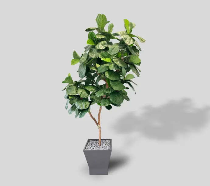 12ft Fiddle-Leaf Fig Tree in Fiberglass Container | The Branch Design Group